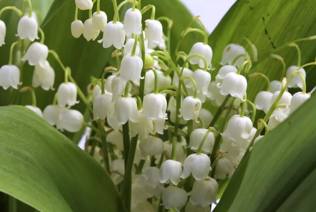 Le muguet, symbole du 1er mai et du bonheur