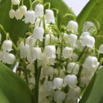 Le muguet, symbole du 1er mai et du bonheur